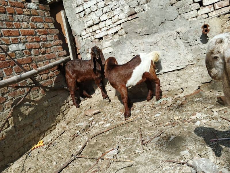 makhi cheena breeder bacha or 2 addad Desi bakery Bachy for sale 2