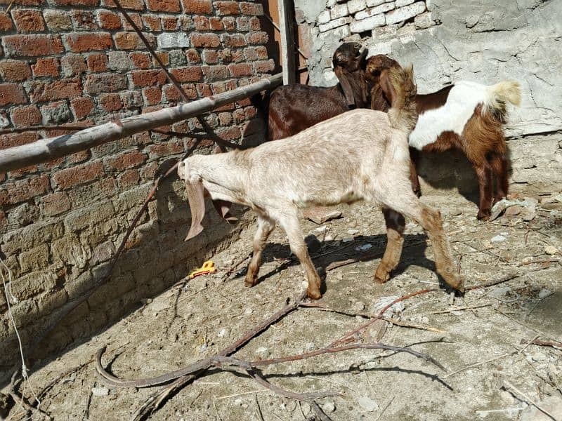 makhi cheena breeder bacha or 2 addad Desi bakery Bachy for sale 3