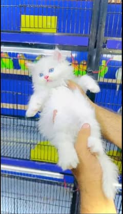 pareshan cat for sale WhatsApp number 0310=6441=528