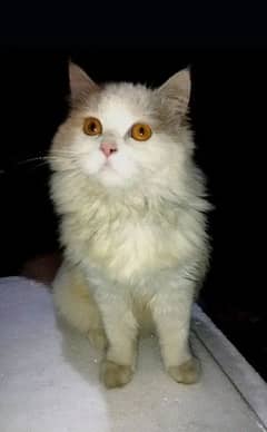 double coated Persian cat