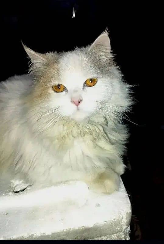 double coated Persian cat 1