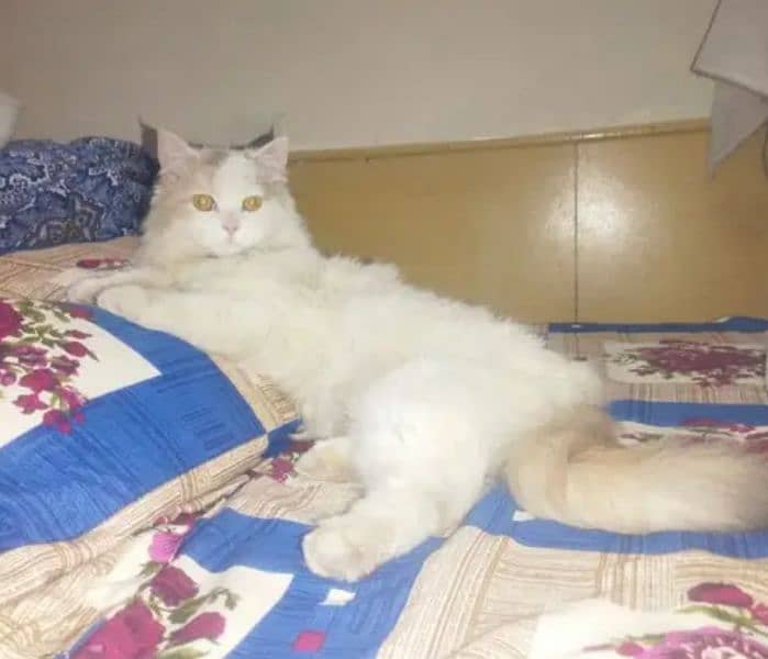 double coated Persian cat 2