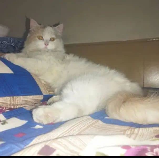 double coated Persian cat 3