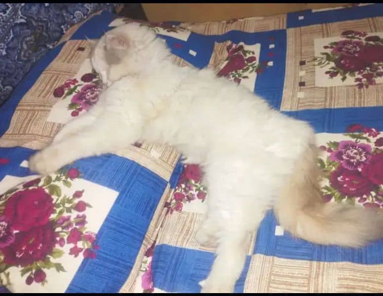 double coated Persian cat 4