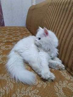 Persian cat for sale