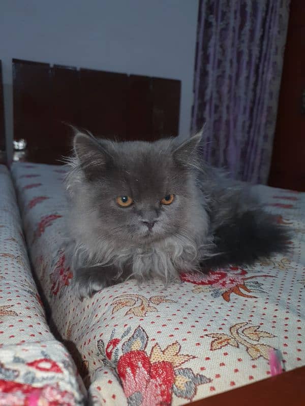 Persian cat for sale 1