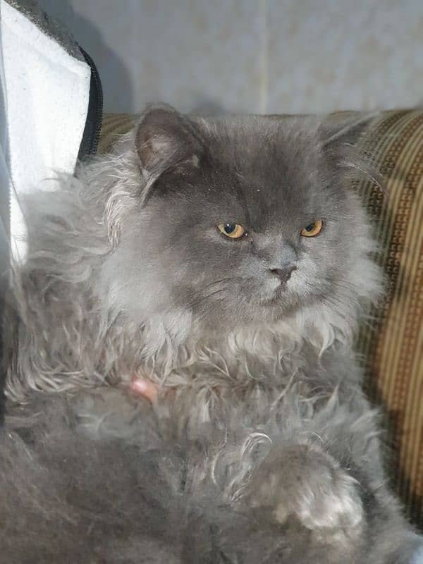 Persian cat for sale 2