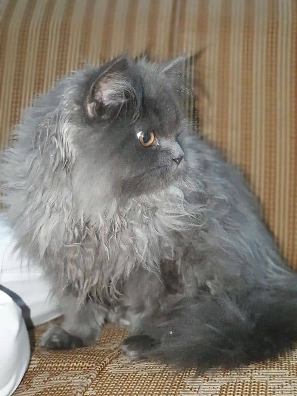 Persian cat for sale 3