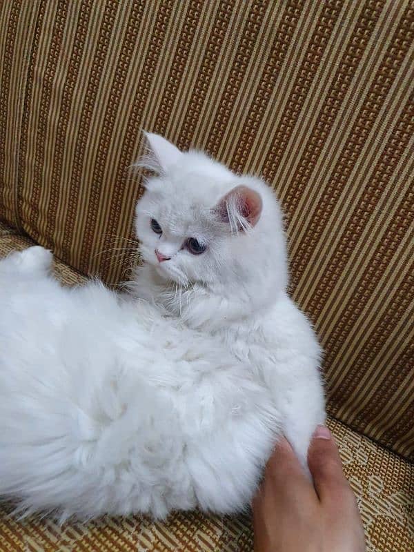 Persian cat for sale 5