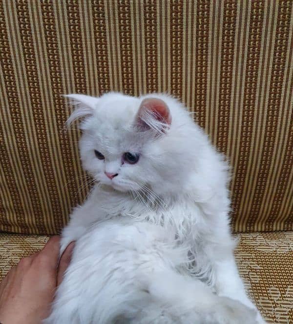 Persian cat for sale 6