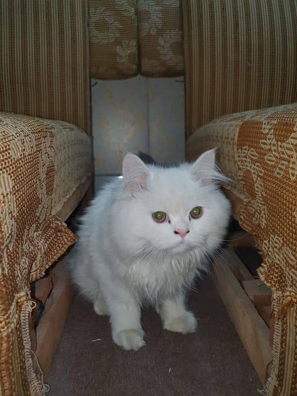 Persian cat for sale 8