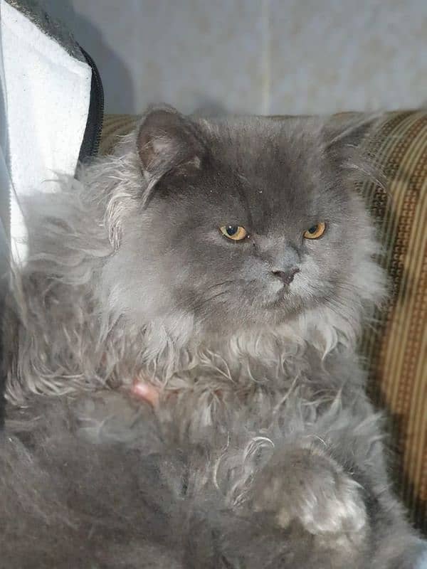 Persian cat for sale 9