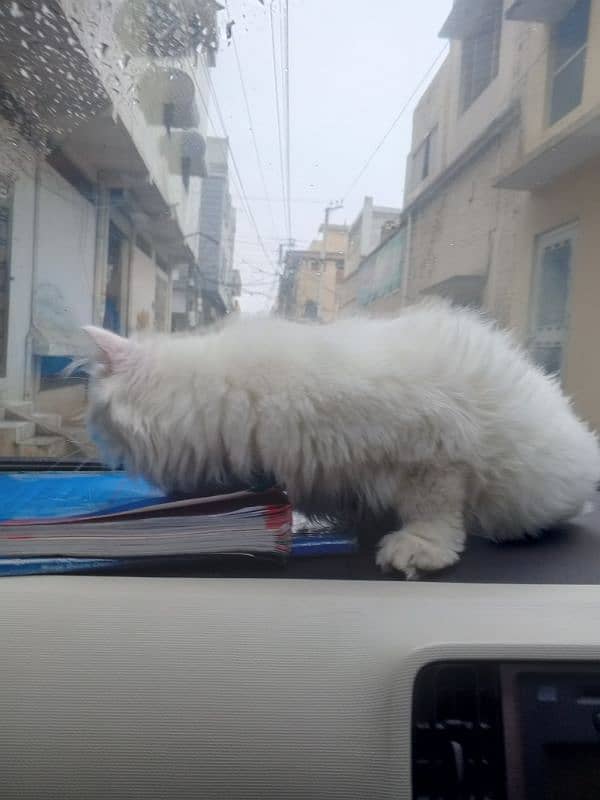 Persian cat for sale 11