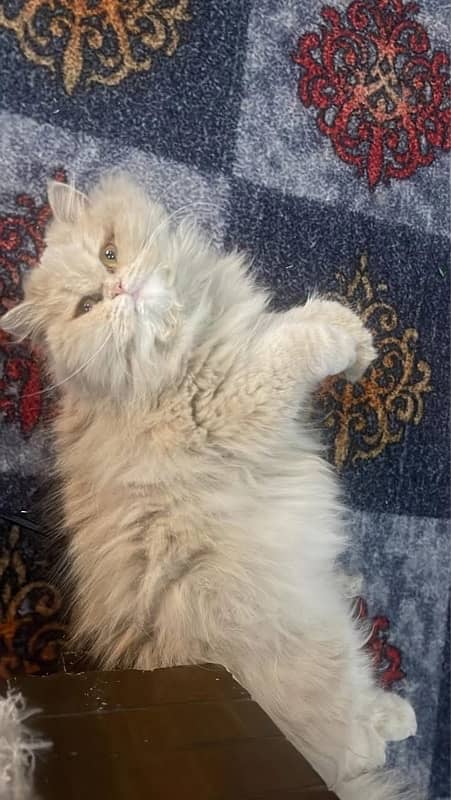 Pure Persian breed available for mating with no charges 0