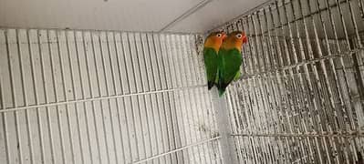 Color Lovebirds For Sale