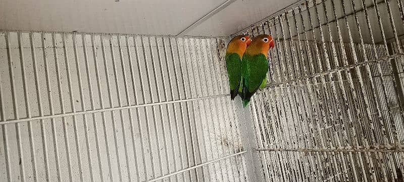 Color Lovebirds For Sale 0