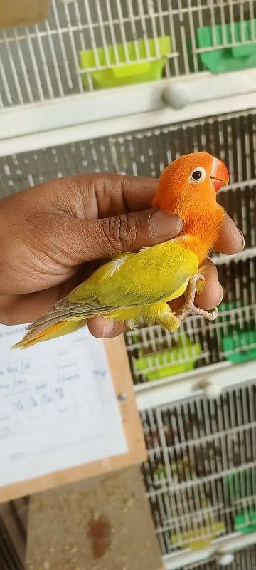 Color Lovebirds For Sale 1