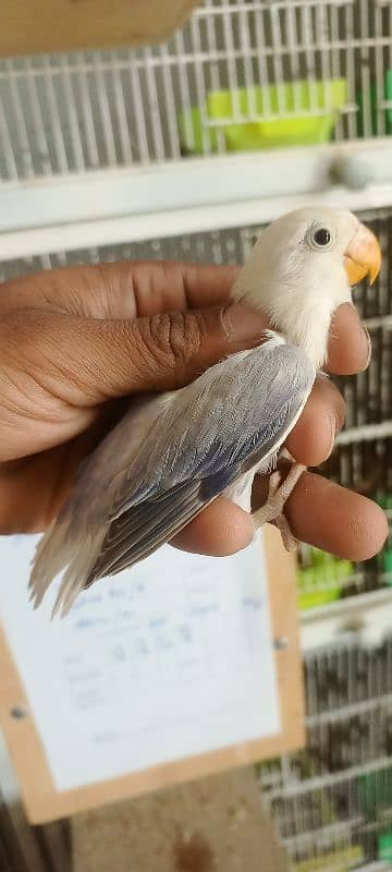 Color Lovebirds For Sale 2