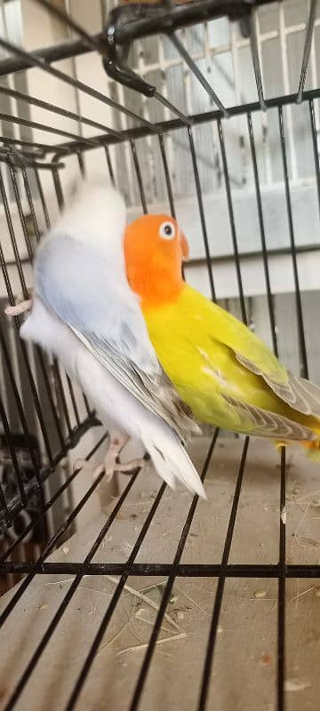 Color Lovebirds For Sale 3