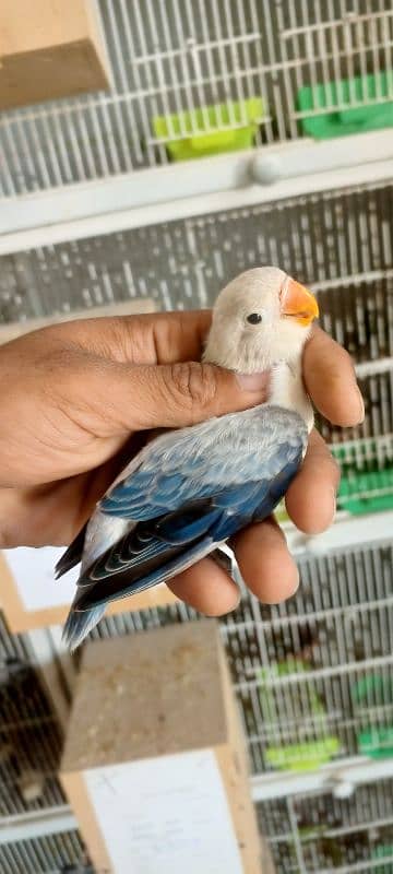 Color Lovebirds For Sale 4