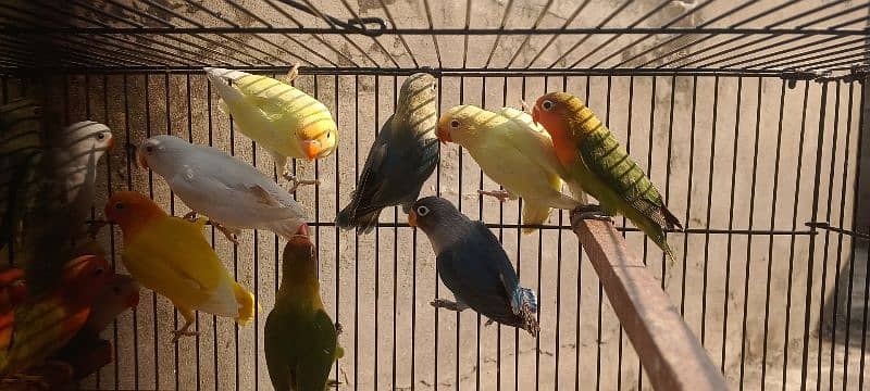 Color Lovebirds For Sale 5