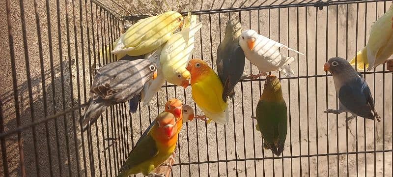 Color Lovebirds For Sale 6