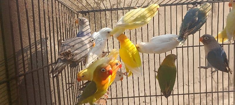 Color Lovebirds For Sale 7