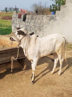 Fateh jangi cow pregnant with female calf