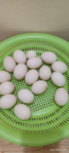 Ducks Eggs (Fertile ) on daily basis