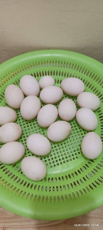 Ducks Eggs (Fertile ) 0