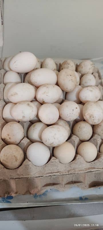 Ducks Eggs (Fertile ) 1