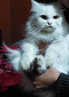 persian cat for sale