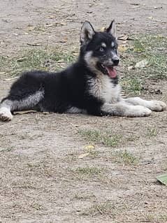 siberian husky female puppy age 2 months wooly coated blue eyes