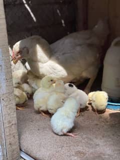 Heera Aseel chicks for sale