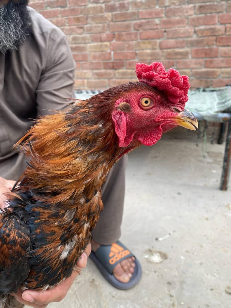 Premium Aseel & Golden Hens & Roosters for Sale! 0