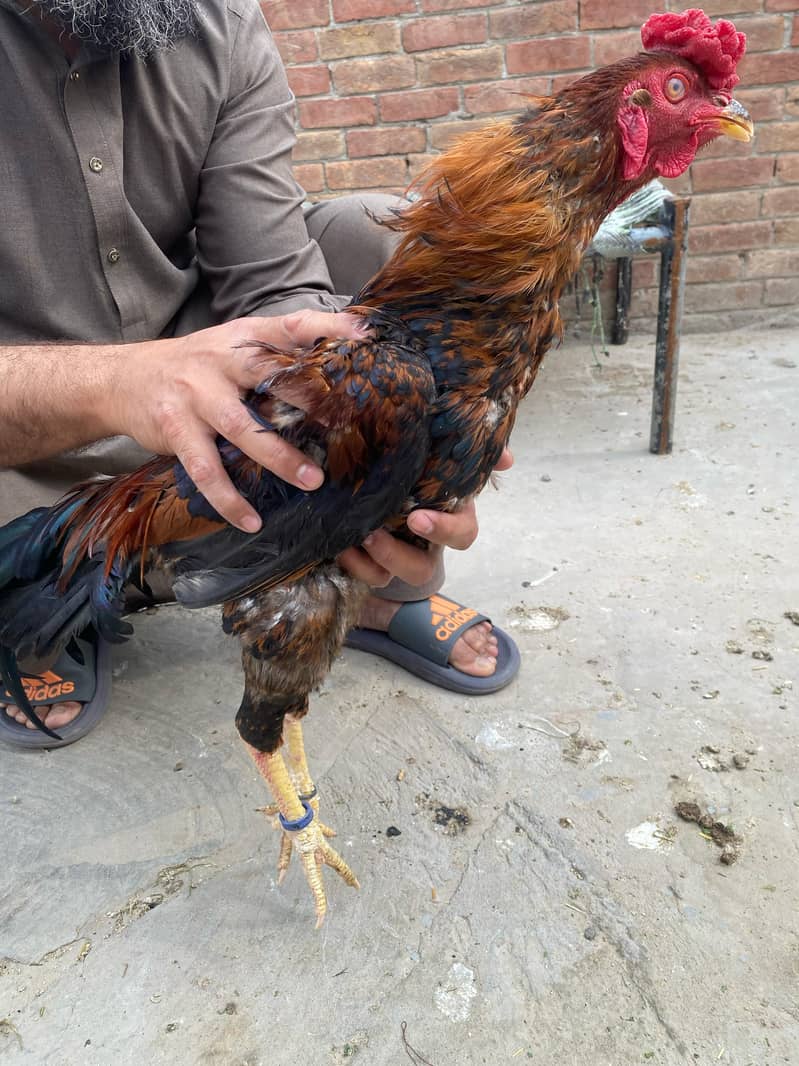 Premium Aseel & Golden Hens & Roosters for Sale! 1