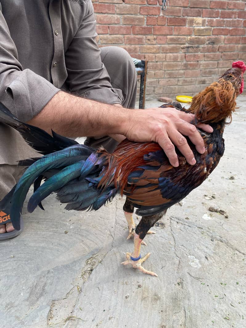 Premium Aseel & Golden Hens & Roosters for Sale! 2