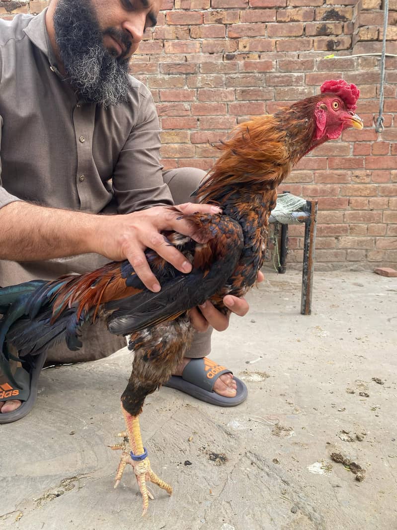 Premium Aseel & Golden Hens & Roosters for Sale! 3