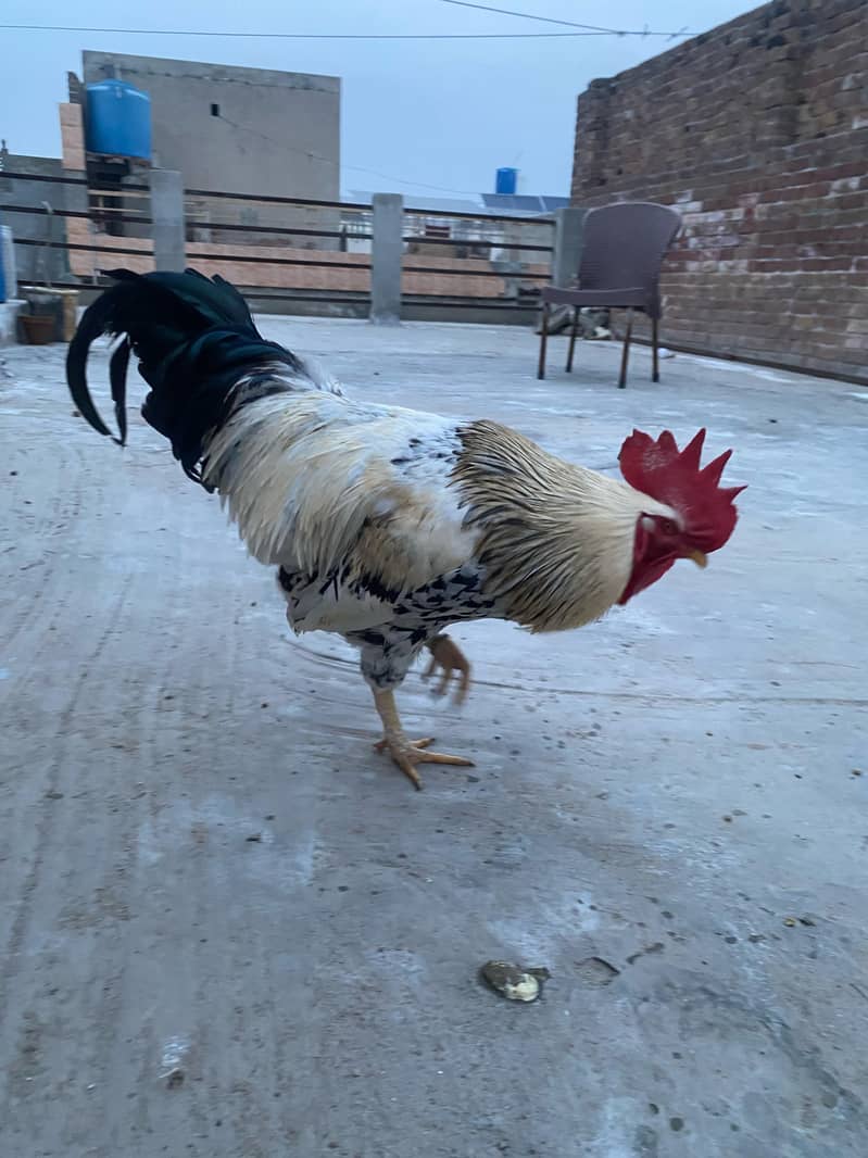 Premium Aseel & Golden Hens & Roosters for Sale! 4