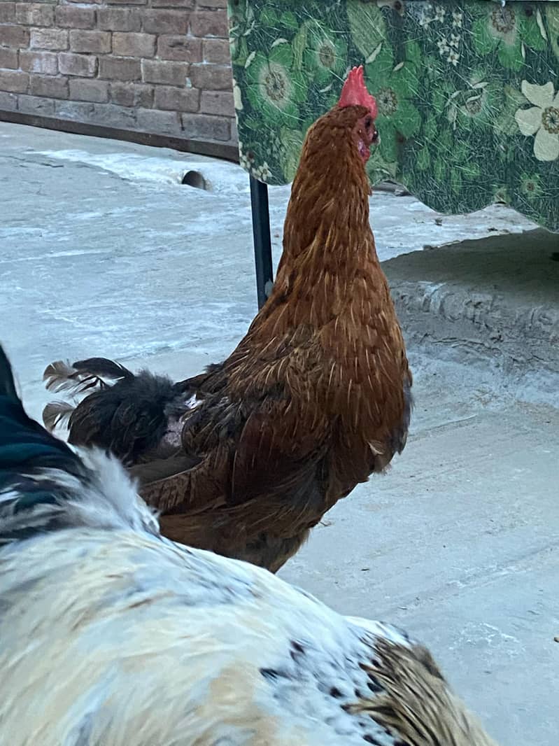 Premium Aseel & Golden Hens & Roosters for Sale! 5