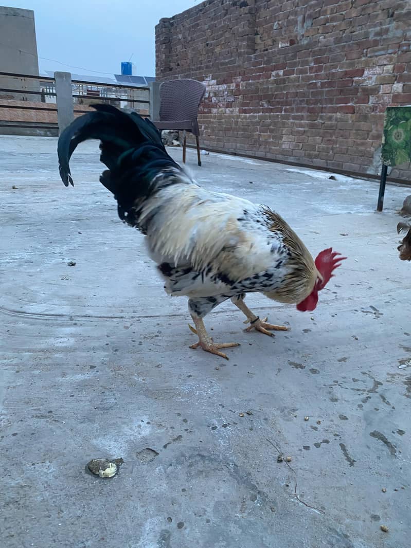 Premium Aseel & Golden Hens & Roosters for Sale! 6