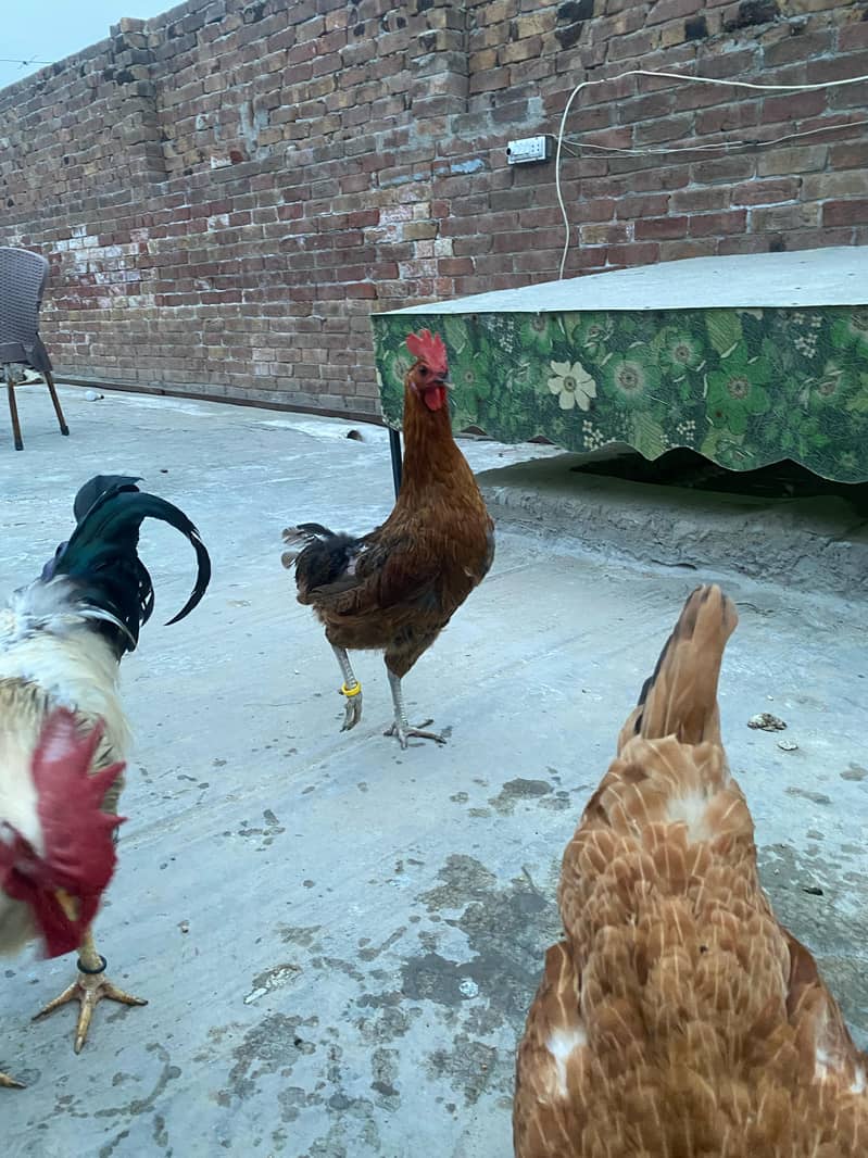 Premium Aseel & Golden Hens & Roosters for Sale! 7