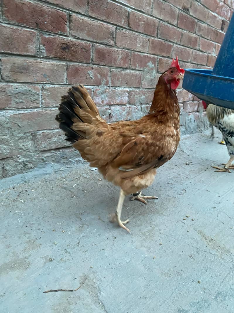 Premium Aseel & Golden Hens & Roosters for Sale! 8