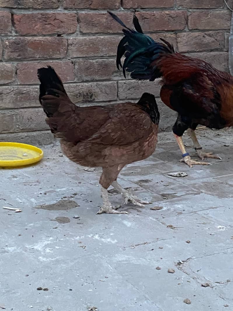 Premium Aseel & Golden Hens & Roosters for Sale! 9