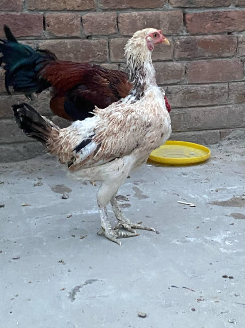 Premium Aseel & Golden Hens & Roosters for Sale! 10