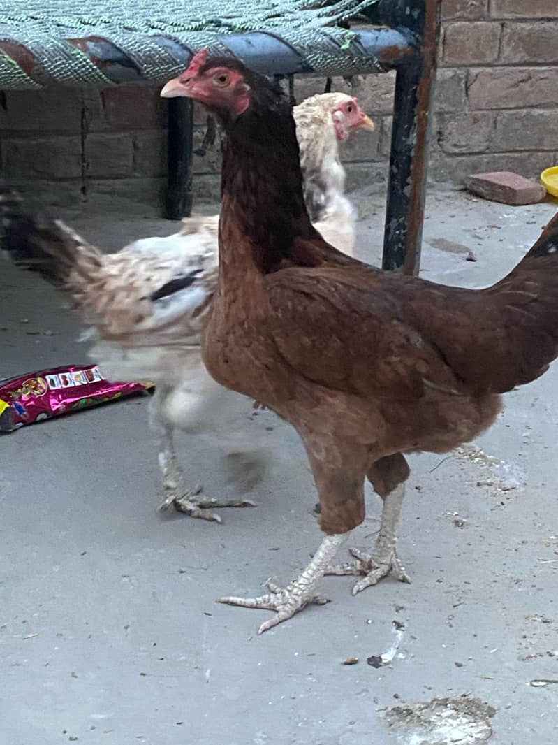 Premium Aseel & Golden Hens & Roosters for Sale! 11