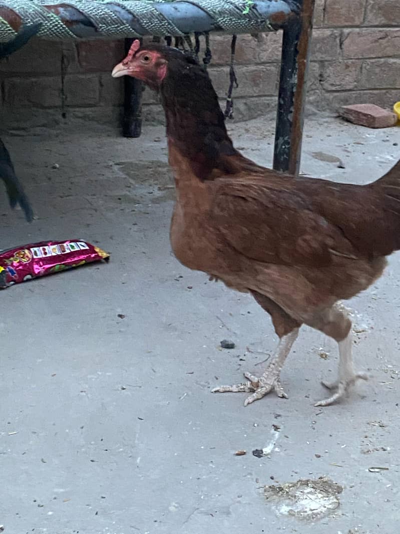 Premium Aseel & Golden Hens & Roosters for Sale! 12