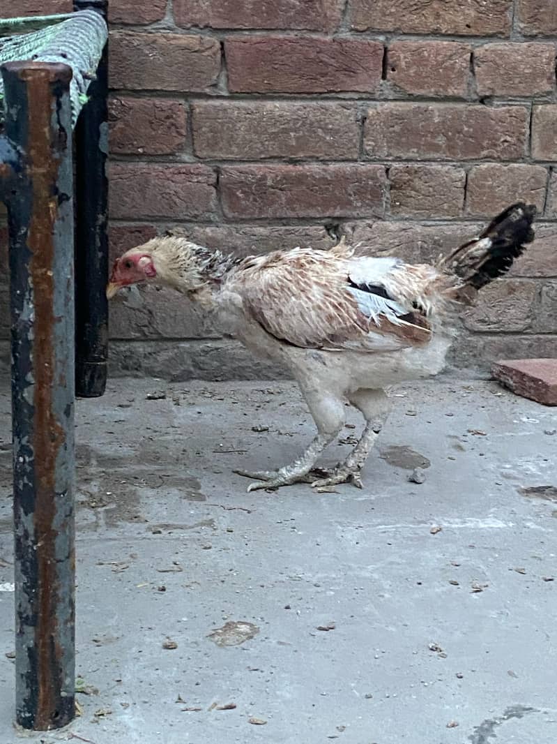 Premium Aseel & Golden Hens & Roosters for Sale! 13