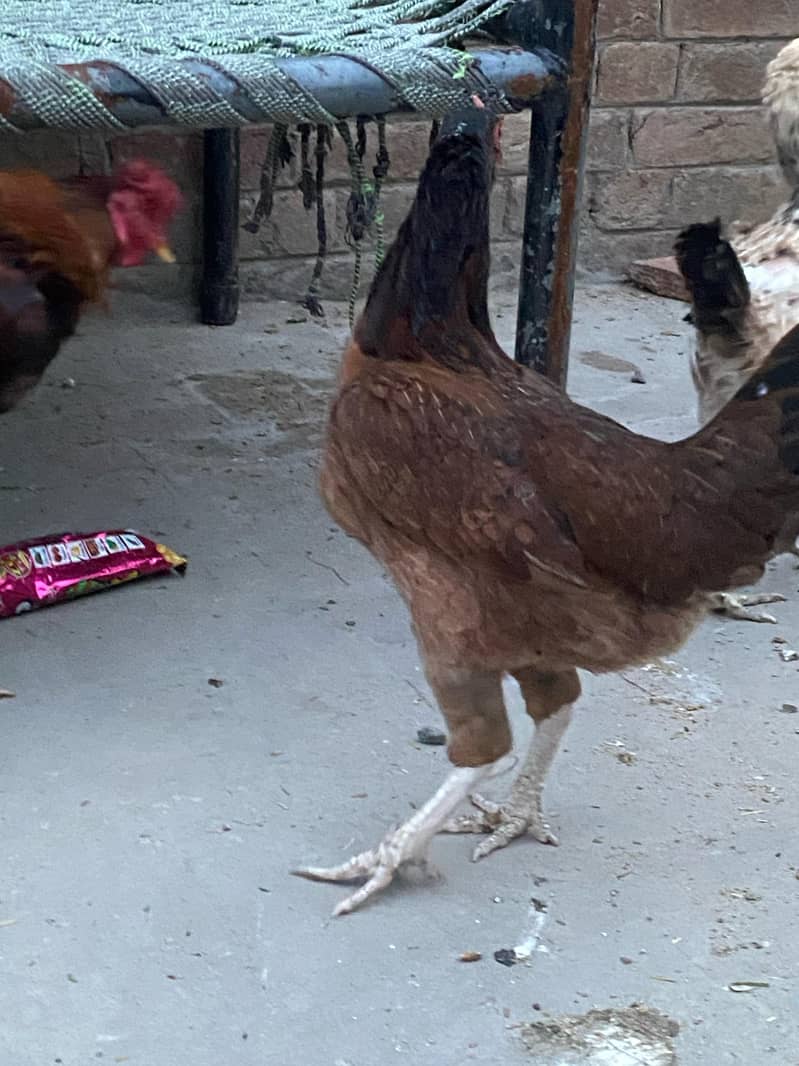 Premium Aseel & Golden Hens & Roosters for Sale! 14