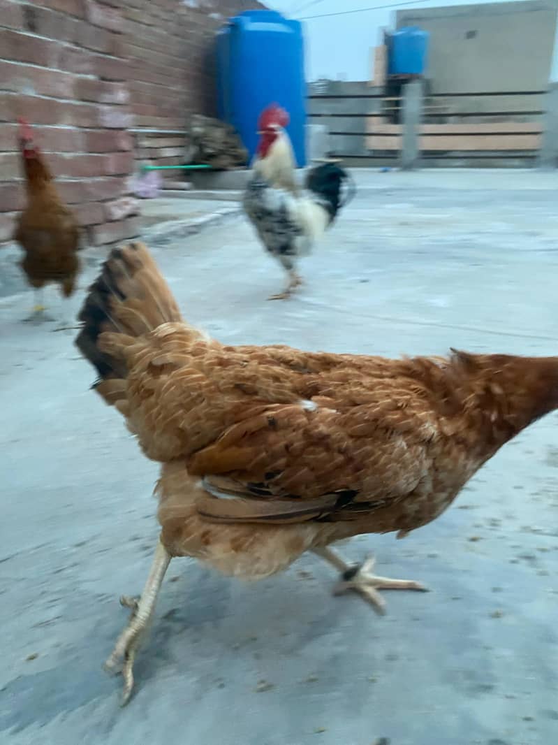 Premium Aseel & Golden Hens & Roosters for Sale! 16